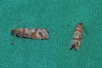 Rhyacionia pinivorana