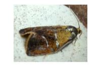 Ptycholoma lecheana