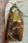 Ptycholoma lecheana