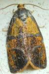 Ptycholoma lecheana