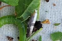 Argyresthia spinosella