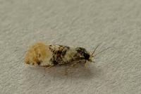 Cochylis nana