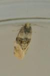 Cochylis nana