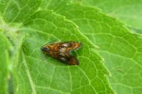 Olethreutes arcuella