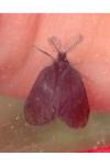 Epichnopterix