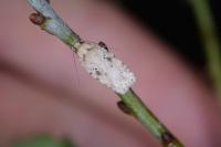 Agonopterix arenella