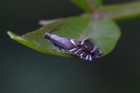 Glyphipterix simpliciella