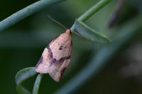 Clepsis consimilana
