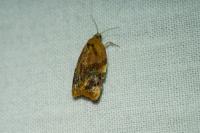 Ditula angustiorana