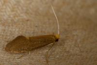 Nematopogon schwarziellus