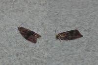 Ptycholoma lecheana
