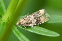 Celypha lacunana