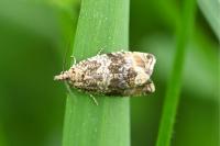 Celypha lacunana