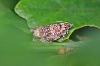Celypha lacunana