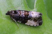 Hedya pruniana