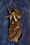 Korscheltellus lupulinus