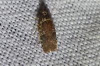 Agonopterix purpurea
