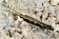 Plutella xylostella