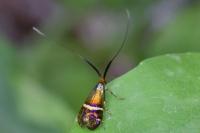 Adela australis