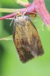 Ptycholoma lecheana