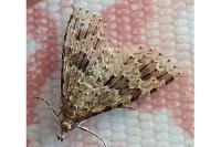 Alucita hexadactyla/bidentata