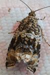 Celypha lacunana