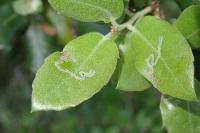 Acrocercops brongniardella