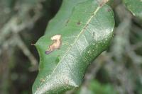 Ectoedemia