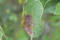 Bucculatrix alaternella
