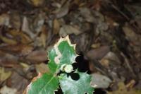 Stigmella