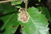 Phyllonorycter belotella