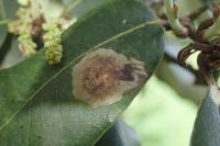 Phyllonorycter belotella