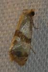 Phalonidia contractana
