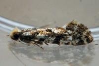 Nemapogon
