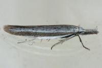 Pleurota ericella