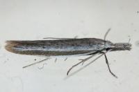 Pleurota ericella