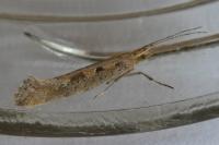 Plutella xylostella