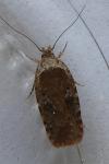 Agonopterix purpurea