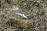Glyphipterix umbilici