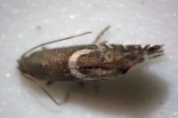 Glyphipterix umbilici