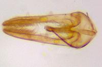Glyphipterix umbilici
