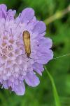 Nemophora metallica