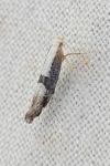 Argyresthia