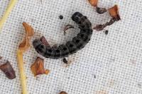 Yponomeuta padella