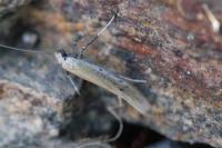 Aspilapteryx tringipennella