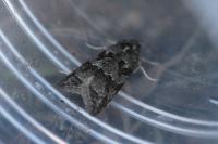Cnephasia