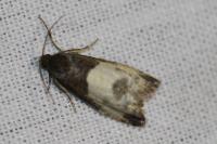 Notocelia cynosbatella