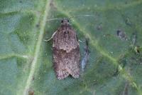 Syndemis musculana