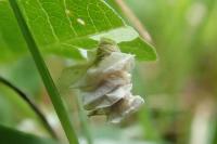 Coleophora colutella