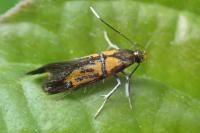 Schiffermuelleria schaefferella